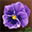pansy-flower.png
