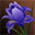 iris-flower.png