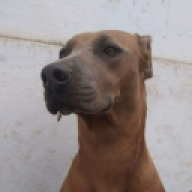 Garito
